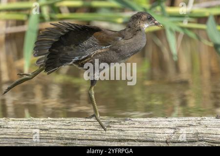 Giovane gallina comune (Gallinula chloropus) che estende le sue ali su un tronco di albero in un fiume. BAS-Rhin, Alsazia, Grand Est, Francia, Europa Foto Stock