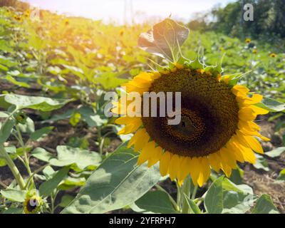 Cresce una grande pianta di girasole su un verde sfondo soleggiato Foto Stock