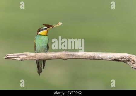 European Bee-Eater (Merops apiaster) arroccato su un ramo con una farfalla nel becco. Bickensohl, Kaiserstuhl, Germania, Europa Foto Stock