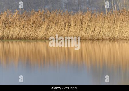 Canne in un prato allagato in autunno. BAS-Rhin, Collectivite europeenne d'Alsace, Grand Est, Francia, Europa Foto Stock