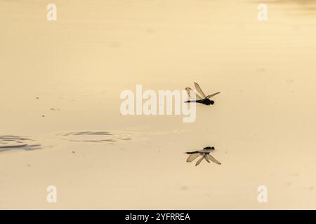 Una libellula depone le uova mentre vola sull'acqua di una palude. BAS Rhin, Alsazia, Francia, Europa Foto Stock