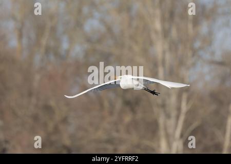 Grande egret (Ardea alba) in volo nel cielo, Bas-Rhin, Alsazia, Grand Est, Francia, Europa Foto Stock