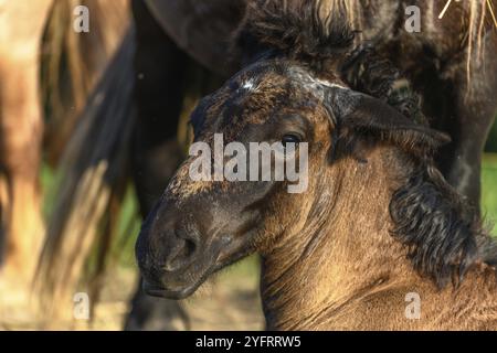 Bozza Cavallo ritratto in un pascolo nel paese francese Foto Stock