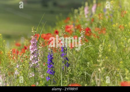 Fiori e papaveri rossi fioriscono in primavera. Kaiserstuhl, Emmendingen, Fribourg-en-Brisgau, Bade-Wurtemberg, Germania, Europa Foto Stock