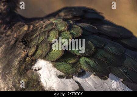 Un ritratto di un'anatra moscovita, una specie di oche conosciuta anche come anatra barbarbara in India Foto Stock