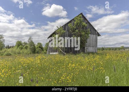 Capanna nella riserva naturale dei prati di Rotenbach nell'alta Foresta Nera. Friedenweiler, Baden-Wurttemberg, Germania, Europa Foto Stock