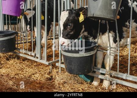 Piccolo vitello con le etichette gialle in piedi in gabbia in fienile di bestiame soleggiato in fattoria in campagna guardando la macchina fotografica. Bestiame bovino che incrocia, prendendosi cura di un Foto Stock