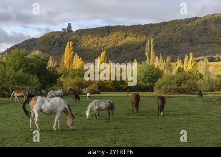 I cavalli pascolano vicino alla montagna nel pascolo in autunno nella pianura dell'Alsazia in Francia Foto Stock