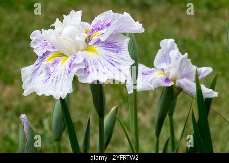 Iris ensata 'Angel Mountain', Iris d'acqua giapponese Iris fiori Hanashobu Iris kaempferi Iridaceae Foto Stock