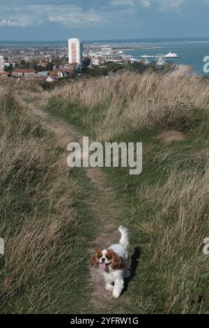 Un re Charles Cavalier su un sentiero lungo la South Downs Way nel Sussex con Eastbourne in lontananza Foto Stock