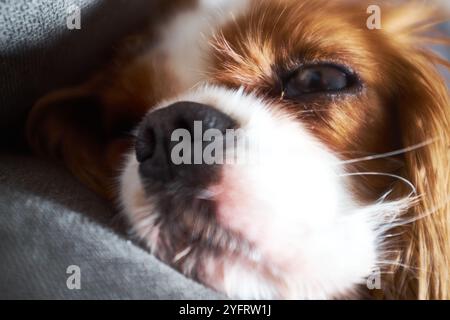 Carino Cavalier King Charles Spaniel da vicino Foto Stock