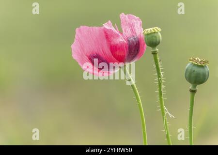 Fiore di papavero in campagna in primavera. Kaiserstuhl, Emmendingen, Fribourg-en-Brisgau, Bade-Wurtemberg, Germania, Europa Foto Stock