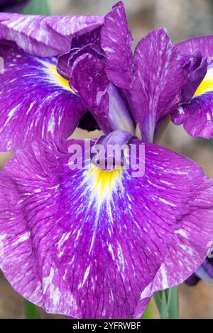 Iris d'acqua giapponese Iris fiore Iris kaempferi Iridaceae, Iris ensata "Geisha Mischief" Foto Stock