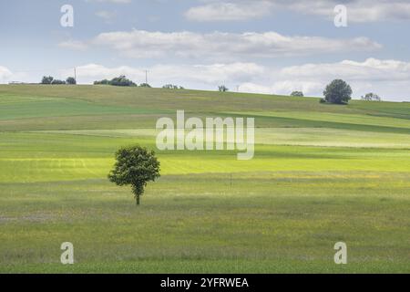 Riserva naturale dei prati di Rotenbach nell'alta Foresta Nera. Friedenweiler, Baden-Wurttemberg, Germania, Europa Foto Stock