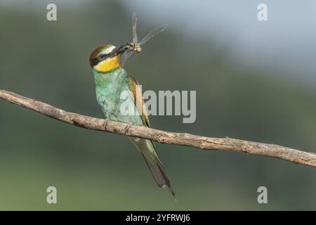 European Bee-Eater (Merops apiaster) arroccato su un ramo con una libellula nel becco. Bickensohl, Kaiserstuhl, Germania, Europa Foto Stock