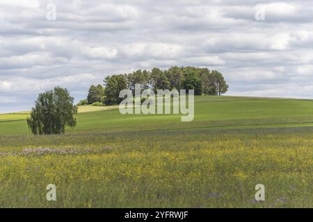 Riserva naturale dei prati di Rotenbach nell'alta Foresta Nera. Friedenweiler, Baden-Wurttemberg, Germania, Europa Foto Stock