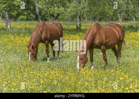 Due cavalli in un pascolo verde pieno di tazze gialle. BAS-Rhin, Collectivite europeenne d'Alsace, Grand Est, Francia, Europa Foto Stock