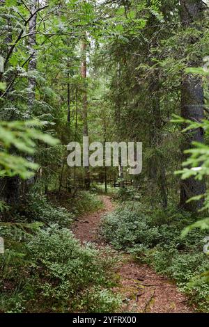 Immagine di sfondo verticale di un sentiero tortuoso nella foresta verde selvaggia con alberi alti, nessuno copia lo spazio Foto Stock