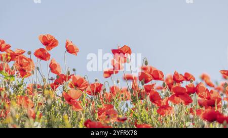 Papaveri rossi che sbocciano in primavera, striscione. Kaiserstuhl, Fribourg-en-Brisgau, Bade-Wurtemberg, Germania, Europa Foto Stock