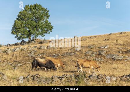 Vacche Bull e Aubrac in un pascolo secco in estate. Aubrac, Francia, Europa Foto Stock