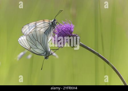 Farfalle bianche venate nere (Aporia crataegi) si accoppiano in un prato naturale in primavera. BAS Rhin, Alsazia, Francia, Europa Foto Stock