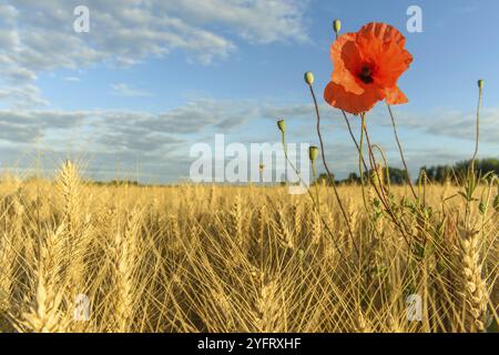 Campo di cereali con papaveri nella campagna francese. Alsazia, Grand est, Francia, Europa Foto Stock