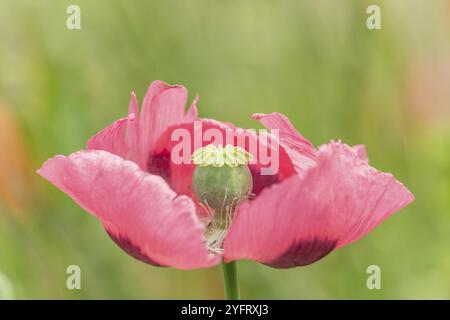 Fiore di papavero in campagna in primavera. Kaiserstuhl, Emmendingen, Fribourg-en-Brisgau, Bade-Wurtemberg, Germania, Europa Foto Stock