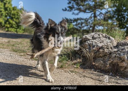 Border Collie dog che porta delicatamente un bastone. Francia Foto Stock