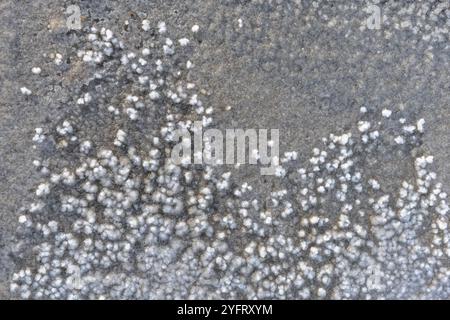 Cristalli di sale crudo nelle paludi del villaggio di Salin de Giraud vicino alla foce del Grand Rhone. Parc Naturel Regional, Arles, Bouches du Rhone, Foto Stock