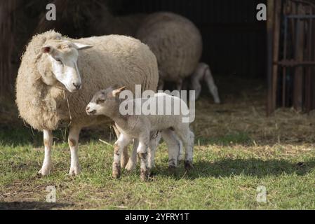 Pecora con i suoi agnelli in un prato in primavera Foto Stock