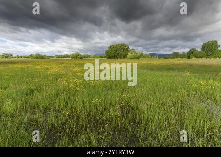 Prato in fiore inondato con il tempo nuvoloso in primavera nella campagna francese Foto Stock