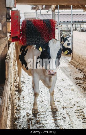 Una mucca nera e bianca che la graffia su un graffiatore elettrico posteriore in un fienile. Il graffiatore posteriore è una spazzola nera e rossa che gira quando il Foto Stock