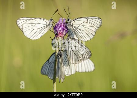 Diverse farfalle bianche venate nere (Aporia crataegi) su un fiore in un prato. Alsazia, Francia, Europa Foto Stock