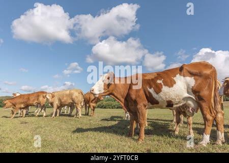 Branco di mucche Montbeliarde in un pascolo. Doubs, Francia, Europa Foto Stock