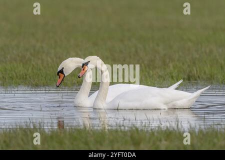 Coppia di cigni muti (Cygnus olor) in un prato allagato in autunno. BAS-Rhin, Alsazia, Grand Est, Francia, Europa Foto Stock