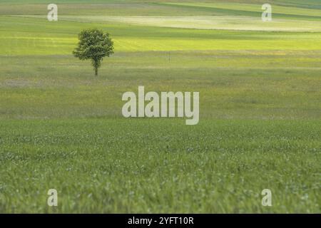 Riserva naturale dei prati di Rotenbach nell'alta Foresta Nera. Friedenweiler, Baden-Wurttemberg, Germania, Europa Foto Stock