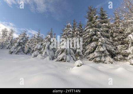 Foresta di abeti sotto la neve nelle montagne. Vosgi, Bas-Rhin, Collectivite europeenne d'Alsace, Grand Est, Francia, Europa Foto Stock