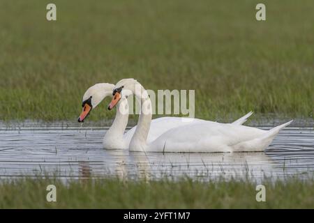 Coppia di cigni muti (Cygnus olor) in un prato allagato in autunno. BAS-Rhin, Alsazia, Grand Est, Francia, Europa Foto Stock