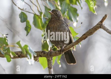 Comune Blackbird (Turdus merula) femmina alla ricerca di bacche di edera in inverno. BAS-Rhin, Alsazia, Grand Est, Francia, Europa Foto Stock