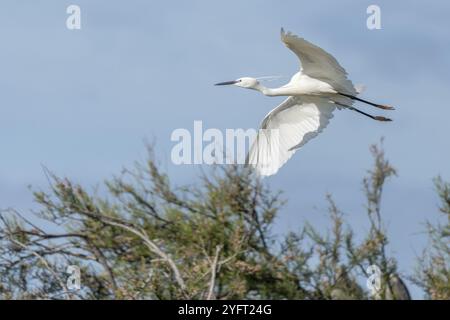 Piccola Egret (garzetta di Egretta) in una colonia nidificante in primavera. Saintes Maries de la Mer, Parc Naturel Regional de Camargue, Arles, Bouches du Rhone, P Foto Stock