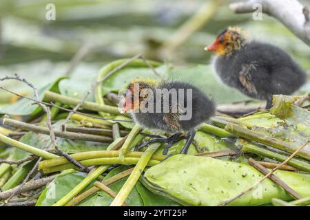 Eurasiatico Coot (Fulica atra) pulcini in attesa di cibo. BAS Rhin, Alsazia, Francia, Europa Foto Stock