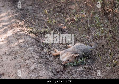 Uno sciacallo defunto o una volpe sdraiato sulla strada, che rappresenta temi di consapevolezza della rabbia, conservazione della fauna selvatica e il tragico impatto della malattia su un Foto Stock
