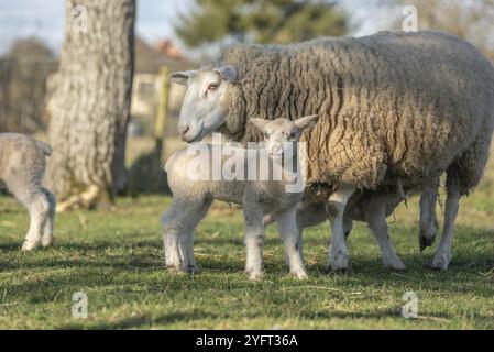 Pecora con i suoi agnelli in un prato in primavera Foto Stock