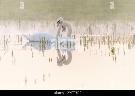 Due cigni muti (Cygnus olor) che si riflettono nell'acqua la mattina presto. Alsazia, Francia, Europa Foto Stock