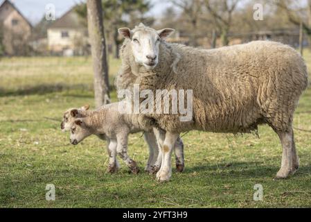 Pecora con i suoi agnelli in un prato in primavera Foto Stock