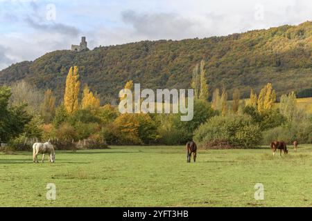 I cavalli pascolano vicino alla montagna nel pascolo in autunno nella pianura dell'Alsazia in Francia Foto Stock
