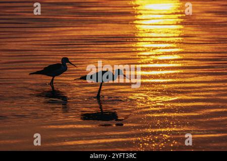 Un paio di palafitte bianche in una palude della Camargue al tramonto. Provenza, Francia, Europa Foto Stock