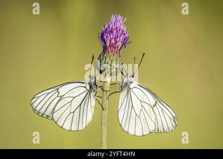 Due bianchi a venatura nera (Aporia crataegi) faccia a faccia in un prato. Alsazia, Francia, Europa Foto Stock