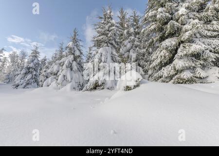 Foresta di abeti sotto la neve nelle montagne. Vosgi, Bas-Rhin, Collectivite europeenne d'Alsace, Grand Est, Francia, Europa Foto Stock