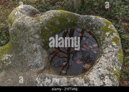 Roccia celtica, roccia con tazze sul sentiero roccioso. Dieffenthal, Bas-Rhin, Alsazia, Grand Est, Francia, Europa Foto Stock